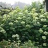 Hortensia Arborescens Lime Rickey 2 Hortensia Arborescens Lime Rickey -Promesse Fleurs Boutique hydrangea lime rickey 85451 1