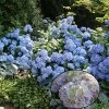Hortensia - Hydrangea Macrophylla Generale Vicomtesse De Vibraye -Promesse Fleurs Boutique hydrangea macrophylla generale vicomtesse de vibraye 67857 1