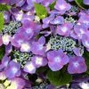 Hortensia - Hydrangea Macrophylla Kardinal Violet -Promesse Fleurs Boutique hydrangea macrophylla kardinal violet 83185 1