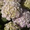 Hortensia - Hydrangea Macrophylla Kazan -Promesse Fleurs Boutique hydrangea macrophylla kazan 86040 1