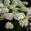 Hortensia - Hydrangea Macrophylla Mme Emile Mouillère -Promesse Fleurs Boutique hydrangea macrophylla mme emile mouillere 67798 1
