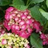 Hortensia - Hydrangea Macrophylla Baron Rouge -Promesse Fleurs Boutique hydrangea macrophylla red baron 6712421 1