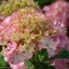 Hortensia - Hydrangea Macrophylla So Long Sunny 2 Hortensia - Hydrangea Macrophylla So Long Sunny -Promesse Fleurs Boutique hydrangea macrophylla so long sunny 85613 1