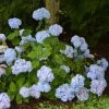 Hortensia - Hydrangea Macrophylla So Long® Ebony -Promesse Fleurs Boutique hydrangea macrophylla so long ebony 85809 1