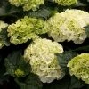 Hortensia - Hydrangea Macrophylla Wudu 1 Hortensia - Hydrangea Macrophylla Wudu -Promesse Fleurs Boutique hydrangea macrophylla wudu v 100657 1 1