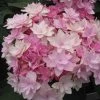 Hortensia - Hydrangea Macrophylla You And Me Romance -Promesse Fleurs Boutique hydrangea macrophylla you and me romance 67124 1