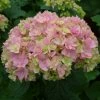 Hortensia - Hydrangea Macrophylla You And Me Together -Promesse Fleurs Boutique hydrangea macrophylla you and me together 67859 1