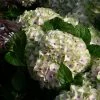 Hortensia - Hydrangea Macrophylla Magical Summer Green -Promesse Fleurs Boutique hydrangea magical summer green 78222 1