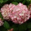 Hortensia - Hydrangea Macrophylla Mirai 2 Hortensia - Hydrangea Macrophylla Mirai -Promesse Fleurs Boutique hydrangea mirai 7909 1