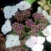 Hortensia - Hydrangea Serrata Nadesiko -Promesse Fleurs Boutique hydrangea nadeshiko 671426 1