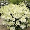 Hydrangea Paniculata Bobo - Hortensia Paniculé Nain -Promesse Fleurs Boutique hydrangea paniculata bobo 80690 1