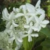 Hydrangea Paniculata Great Star Le Vasterival - Hortensia Paniculé -Promesse Fleurs Boutique hydrangea paniculata great star le vasterival cov 678292 1