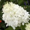 Hydrangea Paniculata Phantom - Hortensia Paniculé -Promesse Fleurs Boutique hydrangea paniculata phantom 748512 1