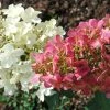 Hydrangea Paniculata Pinky Winky - Hortensia Paniculé 2 Hydrangea Paniculata Pinky Winky - Hortensia Paniculé -Promesse Fleurs Boutique hydrangea paniculata pinky winky 81555 2