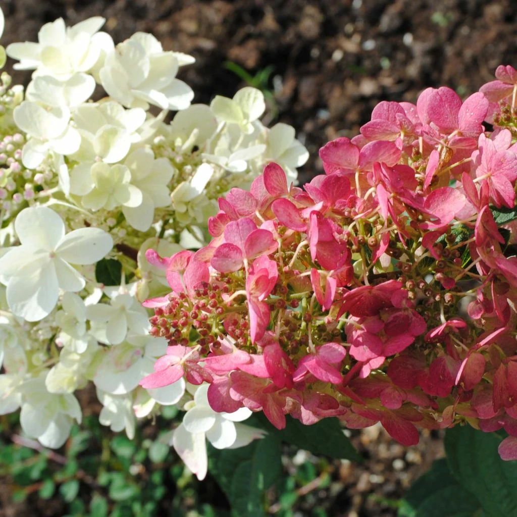 Hydrangea Paniculata Pinky Winky - Hortensia Paniculé 3 Hydrangea Paniculata Pinky Winky - Hortensia Paniculé