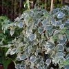 Hortensia Grimpant - Hydrangea Petiolaris Silver Lining -Promesse Fleurs Boutique hydrangea petiolaris silver lining 813003 3
