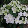 Hortensia - Hydrangea Runaway Bride 1 Hortensia - Hydrangea Runaway Bride -Promesse Fleurs Boutique hydrangea runaway bride 85487 1
