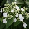 Hortensia Grimpant - Hydrangea Semiola -Promesse Fleurs Boutique hydrangea semiola 67844 1