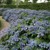 Hortensia - Hydrangea Serrata Veerle -Promesse Fleurs Boutique hydrangea serrata veerle 85618 1