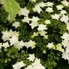 Hortensia - Hydrangea Macrophylla Fireworks White 2 Hortensia - Hydrangea Macrophylla Fireworks White -Promesse Fleurs Boutique hydrangea macrophylla fireworks white 83183 1