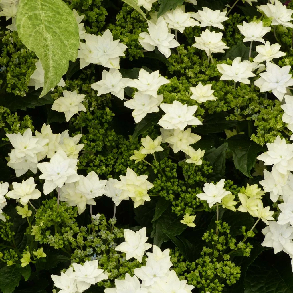 Hortensia - Hydrangea Macrophylla Fireworks White 3 Hortensia - Hydrangea Macrophylla Fireworks White