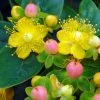 Hypericum Inodorum Magical Beauty - Millepertuis 1 Hypericum Inodorum Magical Beauty - Millepertuis -Promesse Fleurs Boutique hypericum inodorum magical beauty 7897 5
