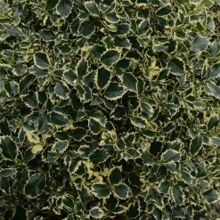 Houx Panaché - Ilex Aquifolium Argenteomarginata