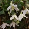 Clématite - Clematis Cirrhosa Jingle Bells 2 Clématite - Clematis Cirrhosa Jingle Bells -Promesse Fleurs Boutique ilex aquifolium silver queen 87278 1