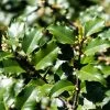 Houx Américain - Ilex Meserveae Heckenstar -Promesse Fleurs Boutique ilex meserveae heckenstar copyright 872831 1