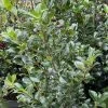 Houx - Ilex Meserveae Heckenfee