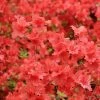 Azalée Japonaise Orange Beauty - Rhododendron Hybride - Pot De 4L/5L -Promesse Fleurs Boutique image 6406