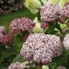 Hortensia Arborescens Sweet Annabelle 2 Hortensia Arborescens Sweet Annabelle -Promesse Fleurs Boutique invincibelle blush 83729 1