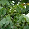 Noyer Commun - Juglans Regia Fernor -Promesse Fleurs Boutique juglans regia fernor 100368 1