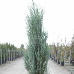 Genévrier De Virginie -Juniperus Scopulorum Blue Arrow