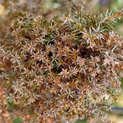 Genévrier Commun - Juniperus Communis Hibernica