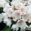 Kalmia Latifolia Zébulon - Laurier Des Montagnes Blanc Nuancé De Rose -Promesse Fleurs Boutique kalmia Zebulon IF 16338 1