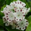 Kalmia Latifolia Freckles - Laurier Des Montagnes Noir Et Blanc -Promesse Fleurs Boutique kalmia latifolia freckles 9665 1 2