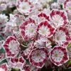 Kalmia Latifolia Minuet - Laurier Des Montagnes -Promesse Fleurs Boutique kalmia latifolia minuet 781842 1