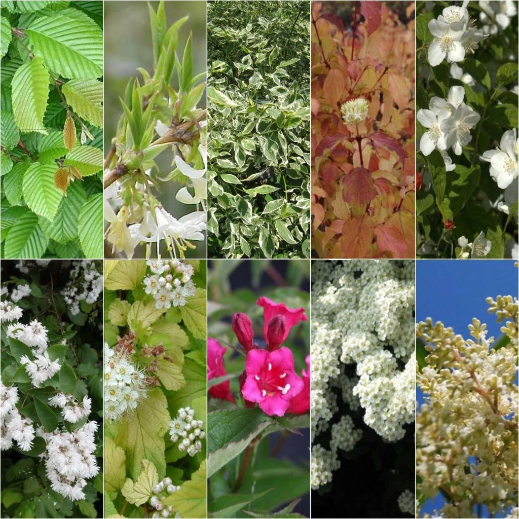 Kit Haie Fleurie Pour Terrains Argileux éco 3 Kit Haie Fleurie Pour Terrains Argileux éco