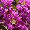 Lagerstroemia Indica Terre Chinoise - Lilas Des Indes -Promesse Fleurs Boutique lagers terre chinoise b90