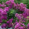 Lagerstroemia Indica Violet D'Eté Indyvio - Lilas Des Indes Violine 1 Lagerstroemia Indica Violet D'Eté Indyvio - Lilas Des Indes Violine -Promesse Fleurs Boutique lagerstroemia indica Violet d Ete indyvio 81391 1