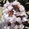 Lagerstroemia Indica Black Solitaire® (Black Diamond) Blush - Lilas Des Indes -Promesse Fleurs Boutique lagerstroemia indica black solitaire blush 86041 1 1