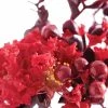 Lagerstroemia Indica Black Solitaire (Black Diamond) Crimson Red - Lilas Des Indes -Promesse Fleurs Boutique lagerstroemia indica black solitaire crimson red 86042 1