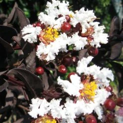 Lagerstroemia Indica Black Solitaire (Black Diamond) Pure White - Lilas Des Indes
