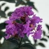 Lagerstroemia Indica Black Solitaire (Black Diamond) Purely Purple - Lilas Des Indes -Promesse Fleurs Boutique lagerstroemia indica black solitaire purely purple 86044 1 1