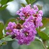 Lagerstroemia Indica Petite Canaille Mauve - Lilas Des Indes Mauve 1 Lagerstroemia Indica Petite Canaille Mauve - Lilas Des Indes Mauve -Promesse Fleurs Boutique lagerstroemia indica mauve 781975 1