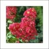 Lagerstroemia Indica Rubra - Lilas Des Indes -Promesse Fleurs Boutique lagerstroemia indica rubra 85978 1