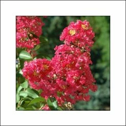 Lagerstroemia Indica Rubra - Lilas Des Indes