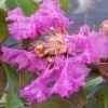 Lagerstroemia Indica Summer Beauty Centennial - Lilas Des Indes 2 Lagerstroemia Indica Summer Beauty Centennial - Lilas Des Indes -Promesse Fleurs Boutique lagerstroemia indica summer beauty centennial 85956 1