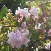 Lagerstroemia Indica Summer Beauty Hope - Lilas Des Indes